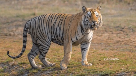 large striped tiger hunted by poachers assam border forest chandrapur