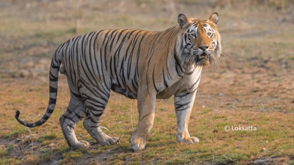 four-year-old tigress dead