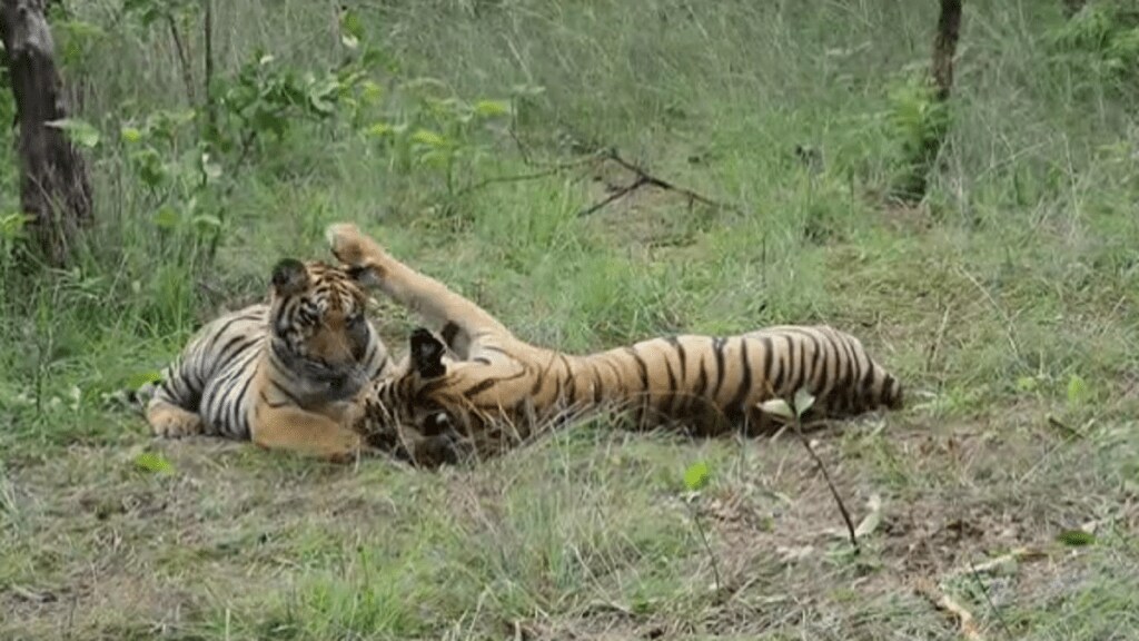 Video tigers Tadoba