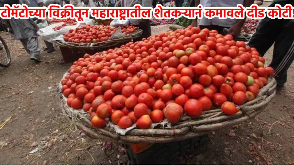 tomato sell junnar