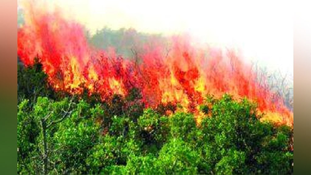 wildfire in the forest