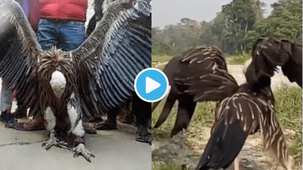 Video Biggest Bird on Earth Spreading Both Wings IFS Officer Shows Moment Of True Freedom Clip Send Chill down spine