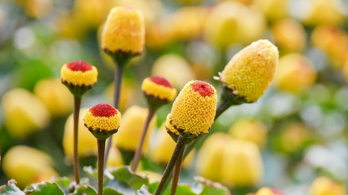 Unbelievable 10 Plants Look Like Human Body Parts Brain Eyes Sluttery Lips Leaf And Flowers These Photos Stuns Mother Nature