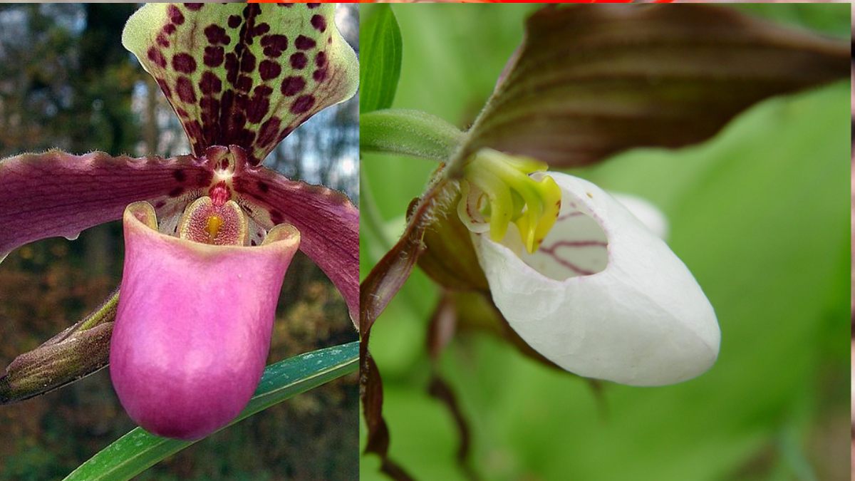 Unbelievable 10 Plants Look Like Human Body Parts Brain Eyes Sluttery Lips Leaf And Flowers These Photos Stuns Mother Nature