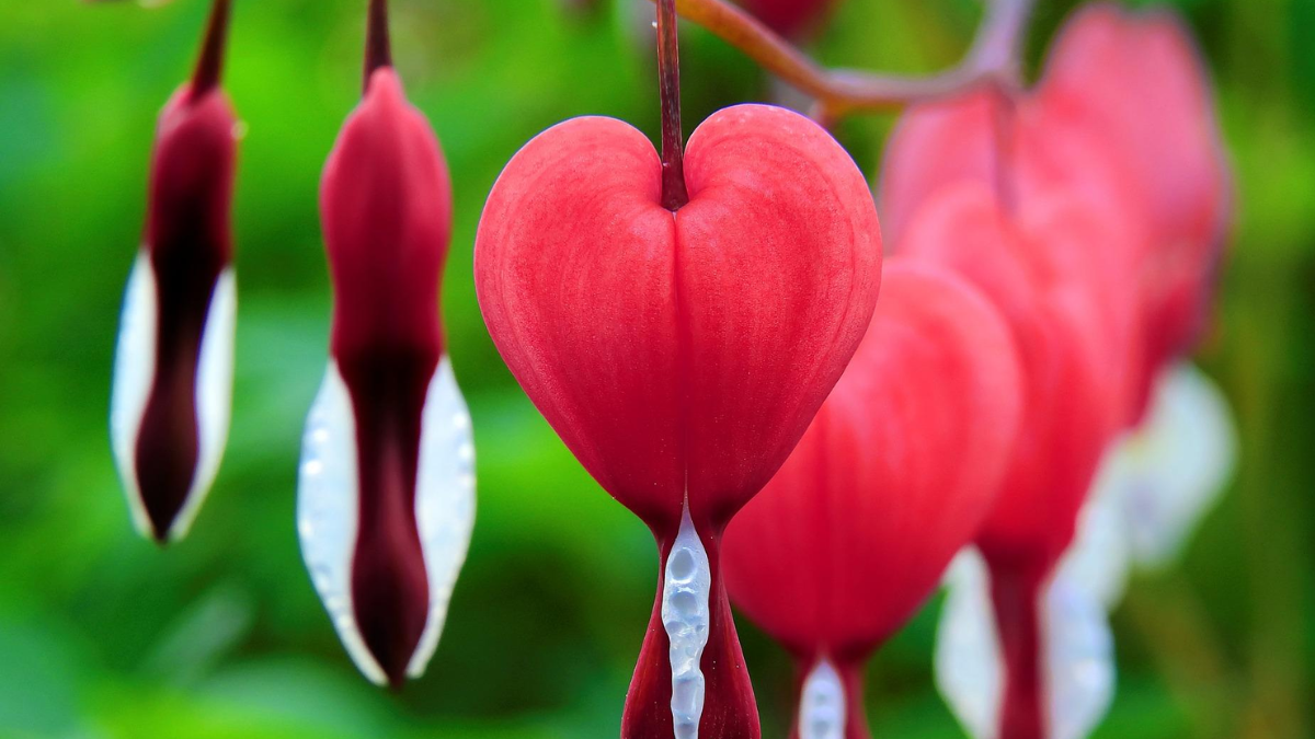 Unbelievable 10 Plants Look Like Human Body Parts Brain Eyes Sluttery Lips Leaf And Flowers These Photos Stuns Mother Nature