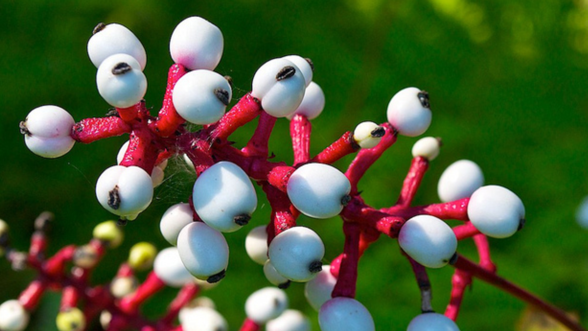 Unbelievable 10 Plants Look Like Human Body Parts Brain Eyes Sluttery Lips Leaf And Flowers These Photos Stuns Mother Nature