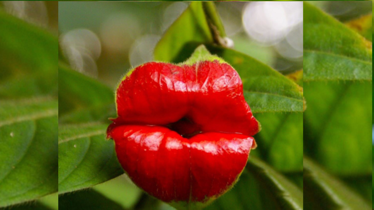 Unbelievable 10 Plants Look Like Human Body Parts Brain Eyes Sluttery Lips Leaf And Flowers These Photos Stuns Mother Nature