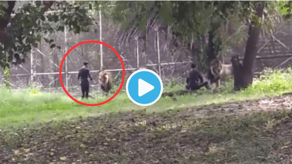 Drunk Man Enters Lions Cage Video Bad Smell Makes Lion Mad Attacks With Both Hands Man Tries To Escape Goosebumps