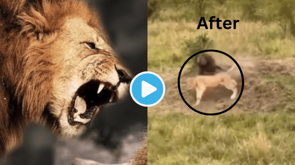 Angry Monkey Fights Lion Attack On Family Video Jaw Dropping Fight Between Two Massive Animals Baboon Protects His Home