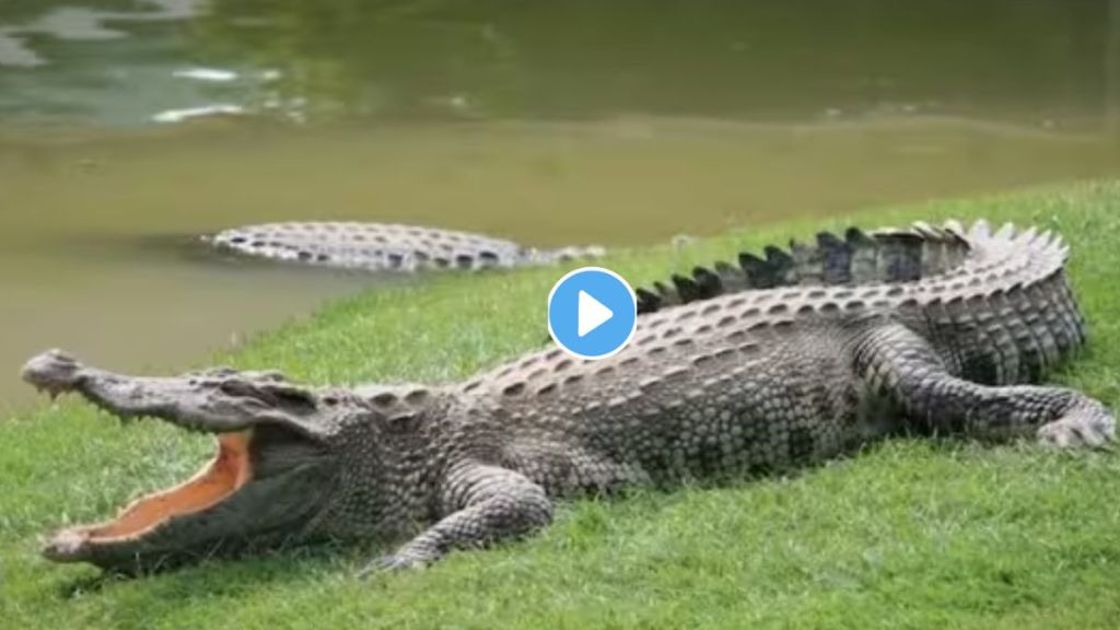 Crocodile Attack Viral Videos