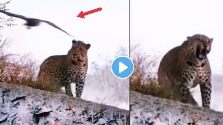 Eagle vs Leopard Viral Video