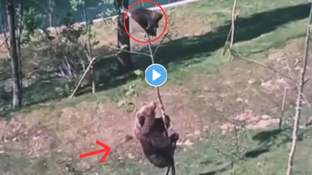 Female Bear Funny Video Viral