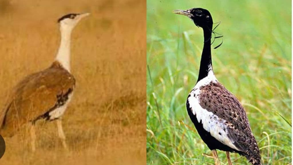 Great Indian Bustard-Lesser Florican