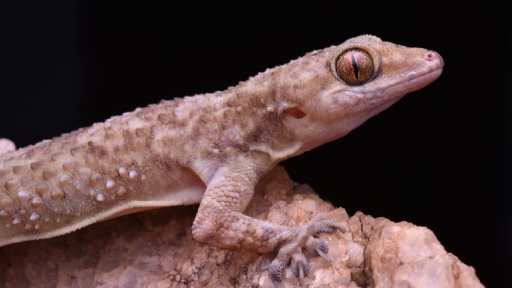 Hemidactylus