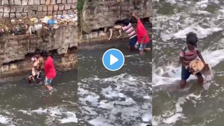 Dog rescue viral video