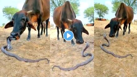 cow and King cobra trending video