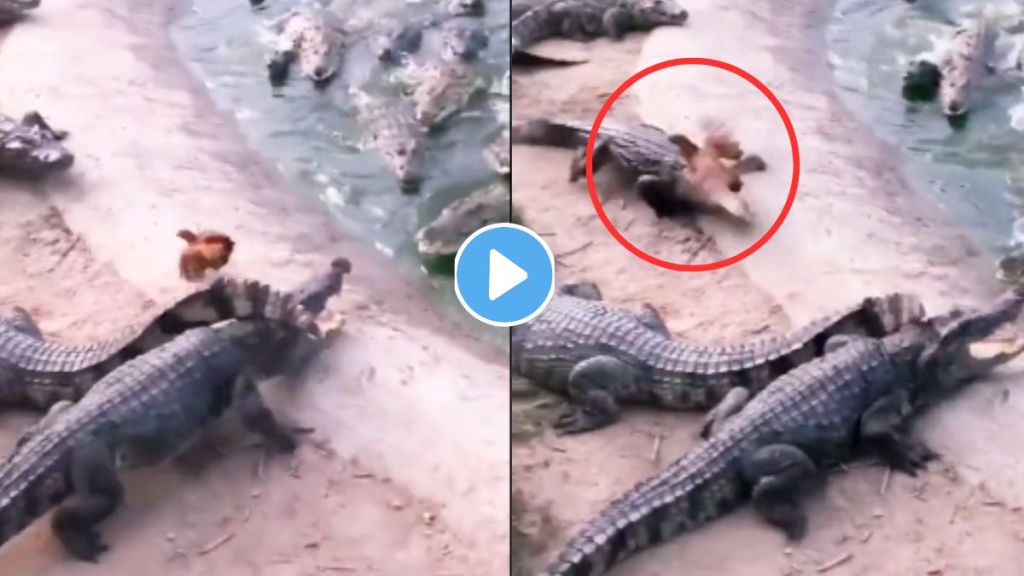 crocodiles and chicken Shocking Video