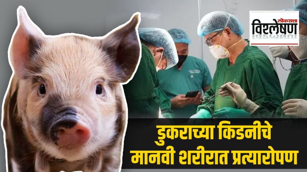 Kidney Transplants Pig