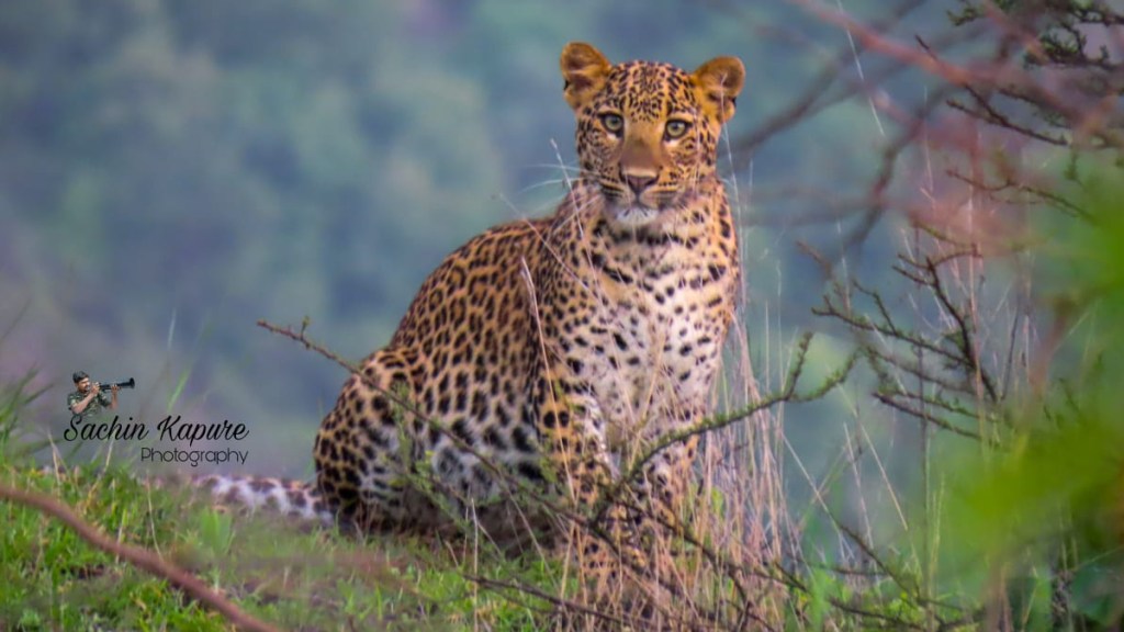 Leopards in lonar lake