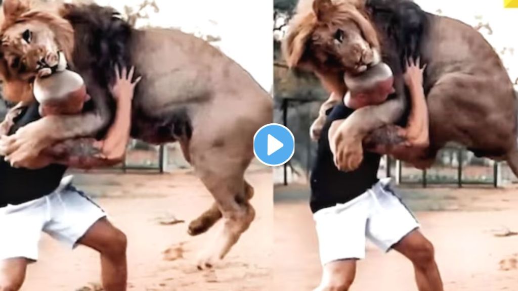 Lion Shocking Video Viral