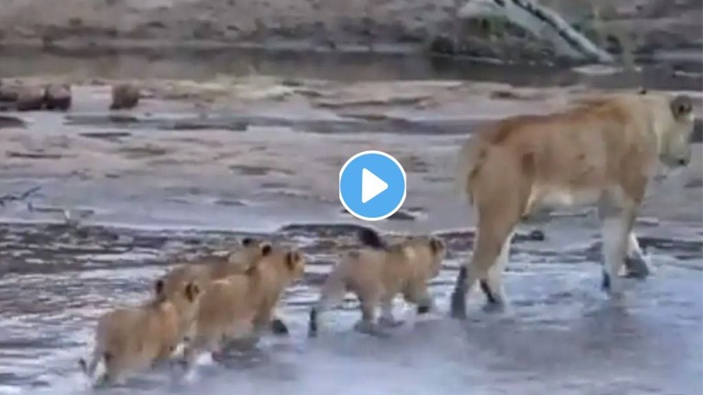 Lion Cubs With Mother Viral Video