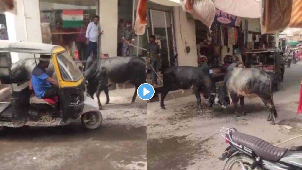 In Viral Video Rickshaw driver Stop Bulls Fighting And Then Bulls Attack Auto Rickshaw Driver.