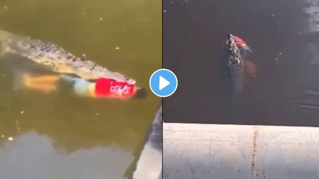 Crocodile kills Costa Rican footballer after he jumps in in costa rican river video viral on social media