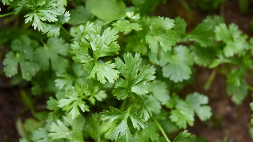 Easy hacks to increase shelf life of coriander leaves