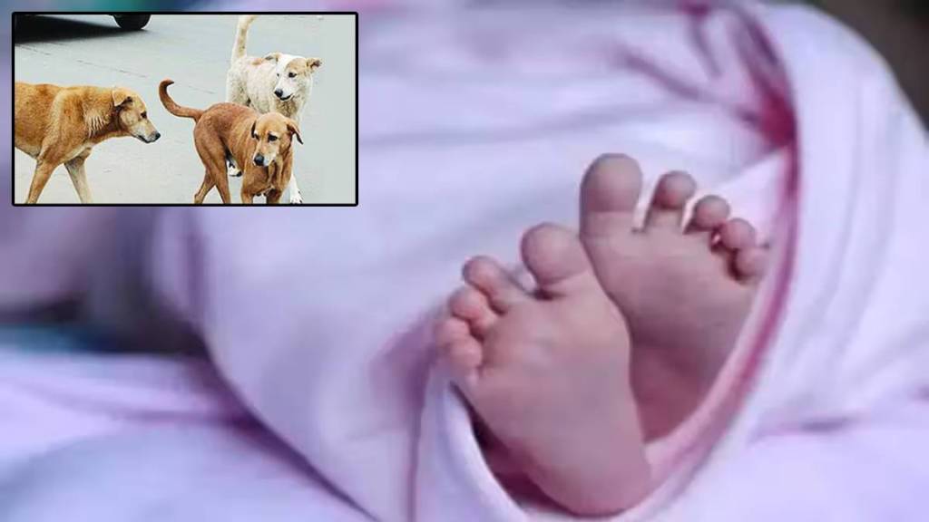 dogs attack on dead baby