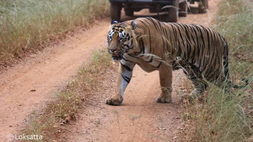 Hunters Chandrapur district