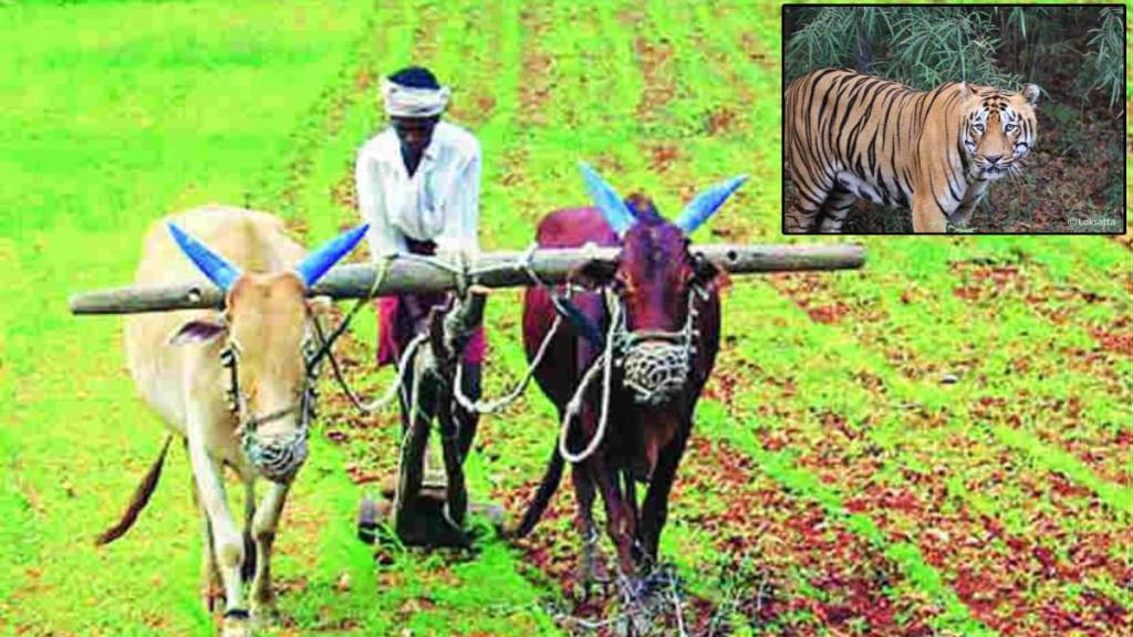 farmer chased away a tiger