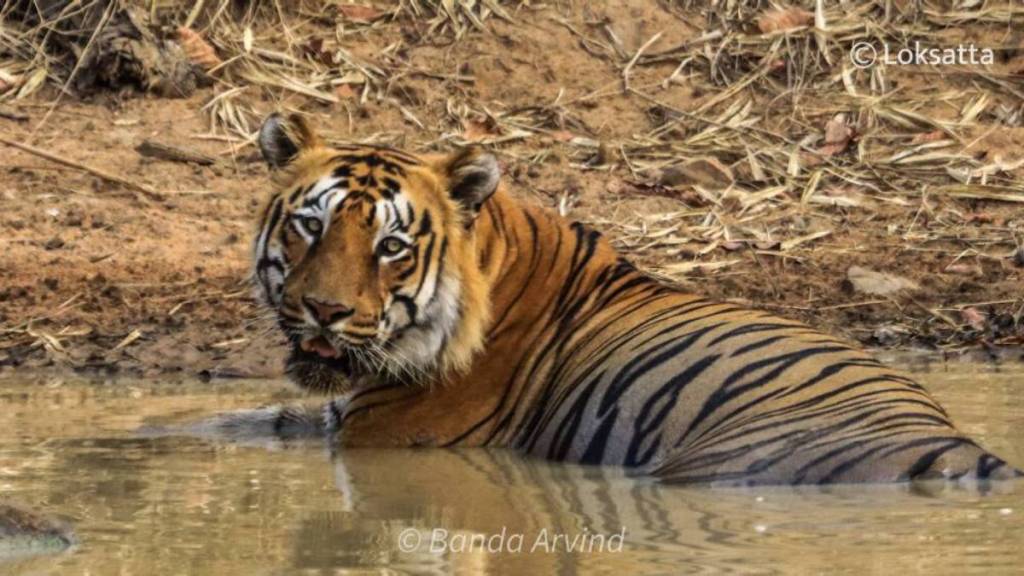 tiger hunting gadchiroli