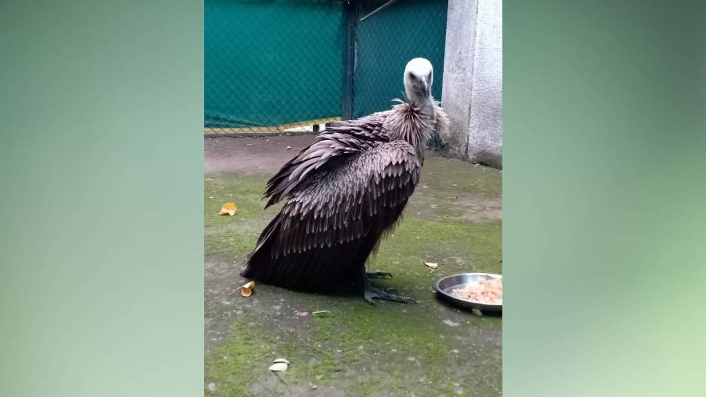 vulture Nagpur