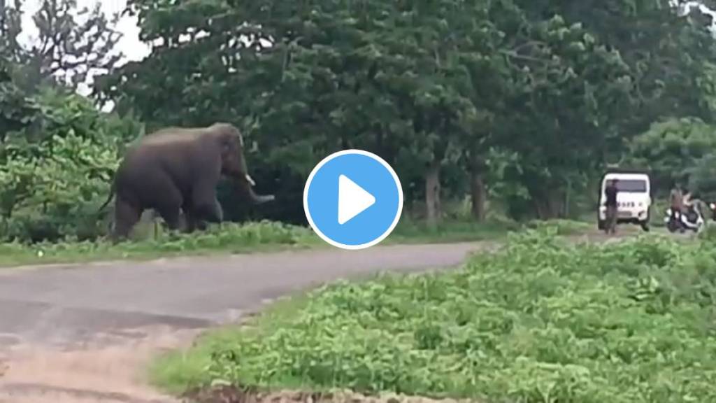 wild elephant Gadchiroli