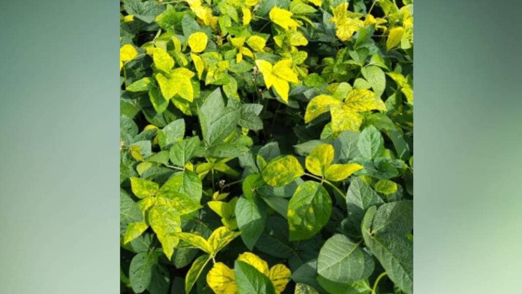 yellow mozak soybean