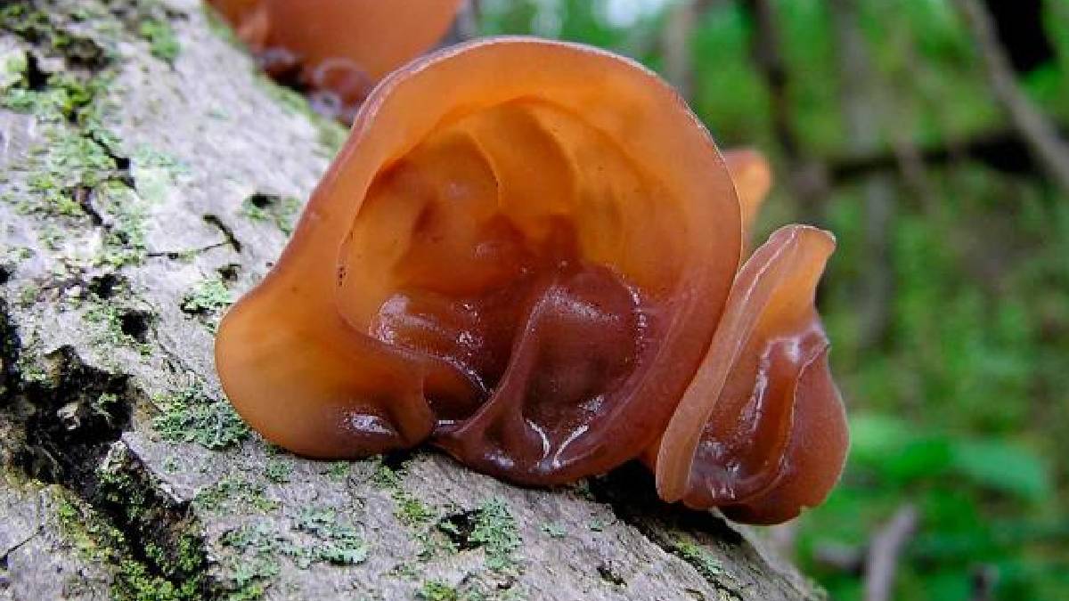 Unbelievable 10 Plants Look Like Human Body Parts Brain Eyes Sluttery Lips Leaf And Flowers These Photos Stuns Mother Nature