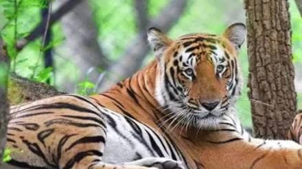 Tiger death Ramtek forest range