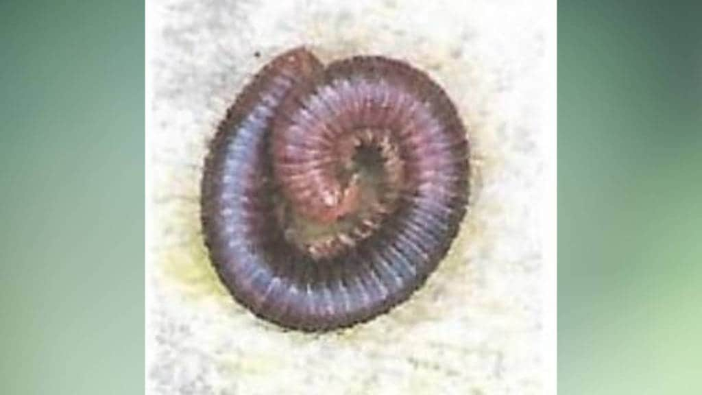 millipedes wardha