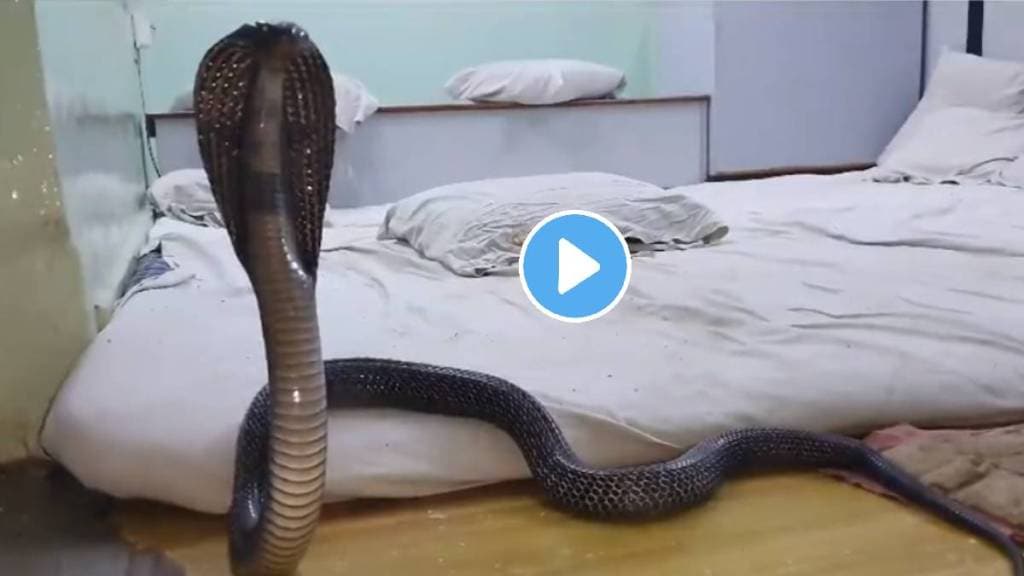 Panic after locals spot cobra at a shop in Rajasthan's Kota. There were a dozen employees at the shop while the cobra was found video viral on social media