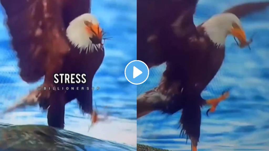 crab fight with eagle animal video viral news in marathi