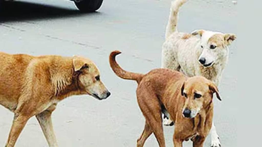 stray dogs in Mumbai