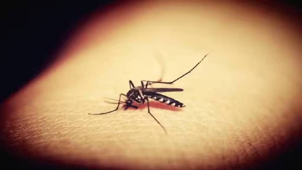 dengue suspects in Navi Mumbai