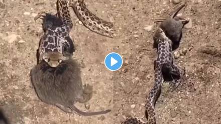 Snake and rat fighting for life video viral