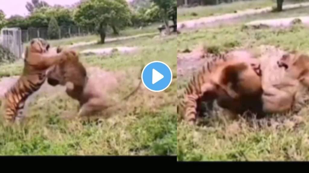 live video of tiger and lion fighting in jungle goes viral trending on social media