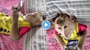 Monkey watching videos Reels on phone video viral on social media