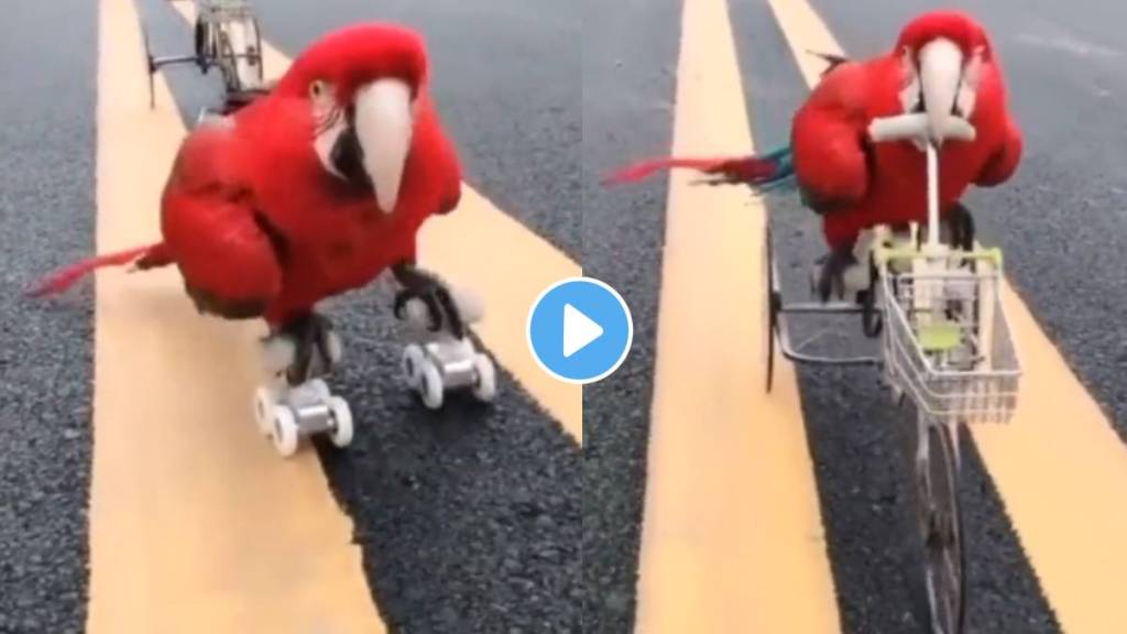 Most Talented Parrot Goes Viral Video On Social Media.