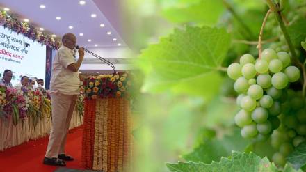 Sharad Pawar on vineyards