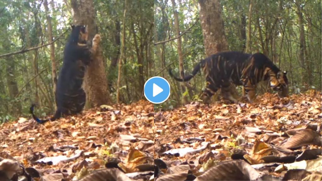 Rare Melanistic tiger spotted in India