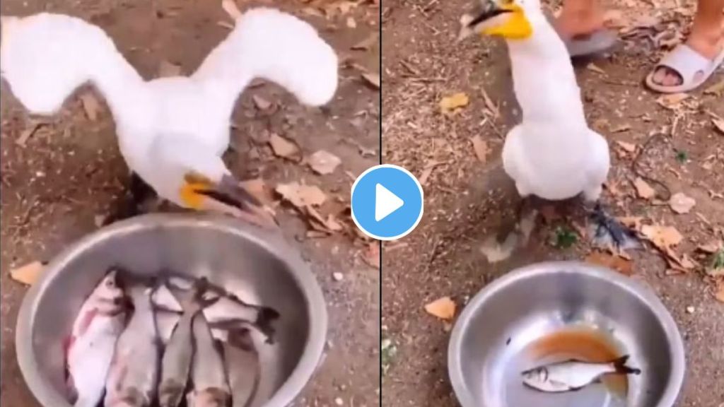 Bird Eats All Fish Video