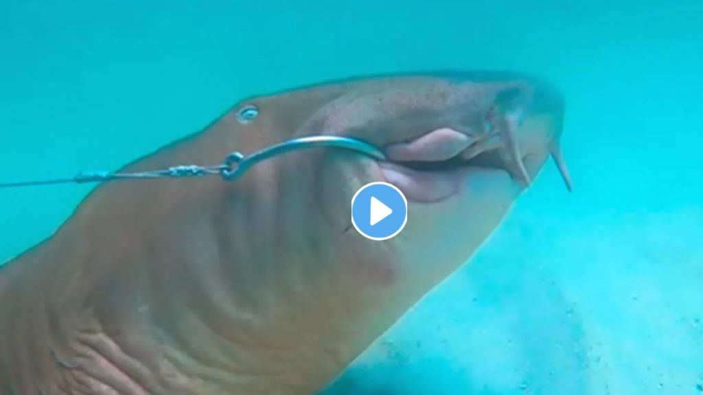 Shark Fish Rescue Video